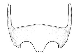   Anthidium placitum  male, diagram showing ventral view of sixth sternum (S6), diagram from Gonzalez and Griswold 2013 
